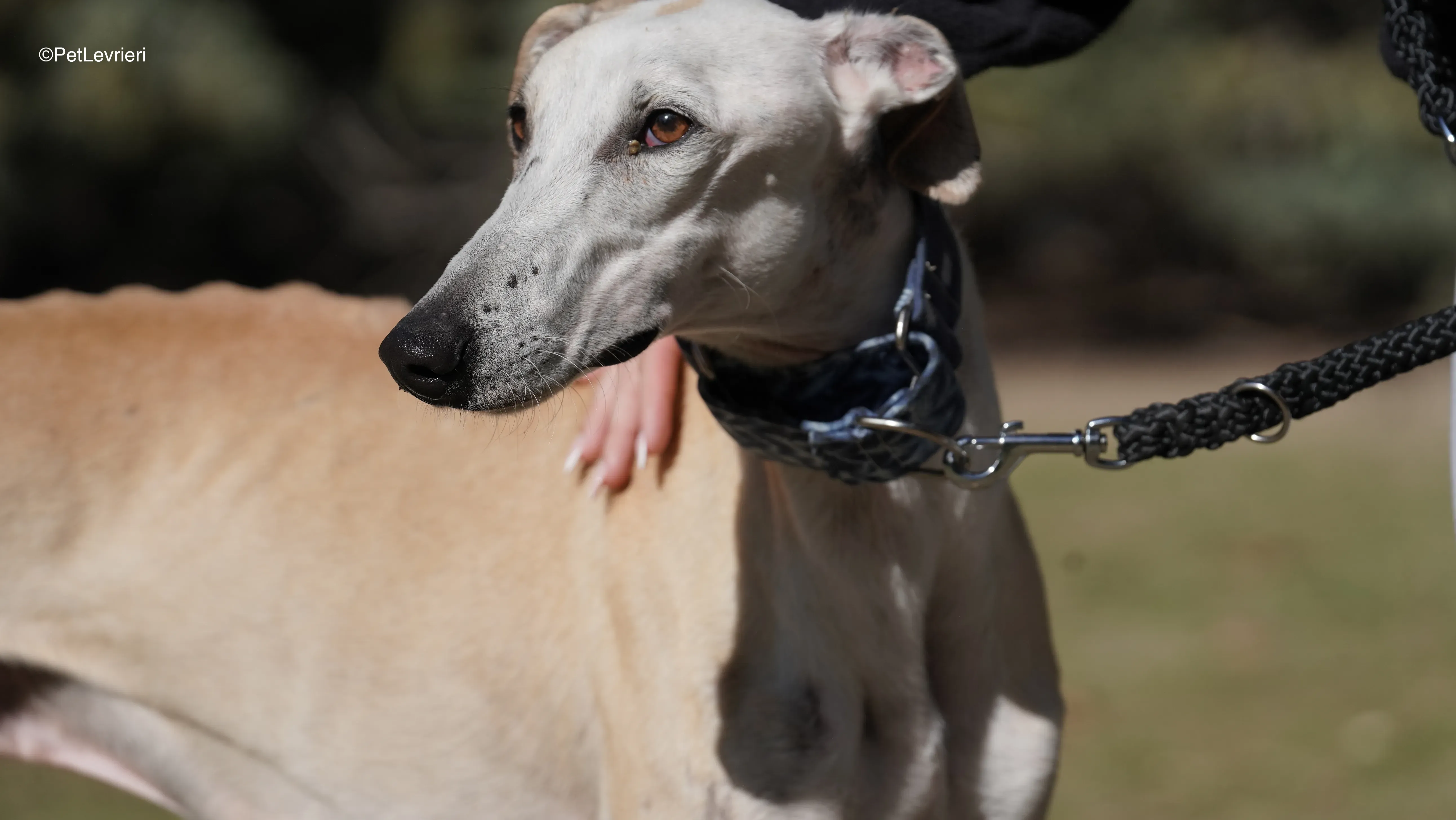 Miki adozione galgo pet levrieri 7