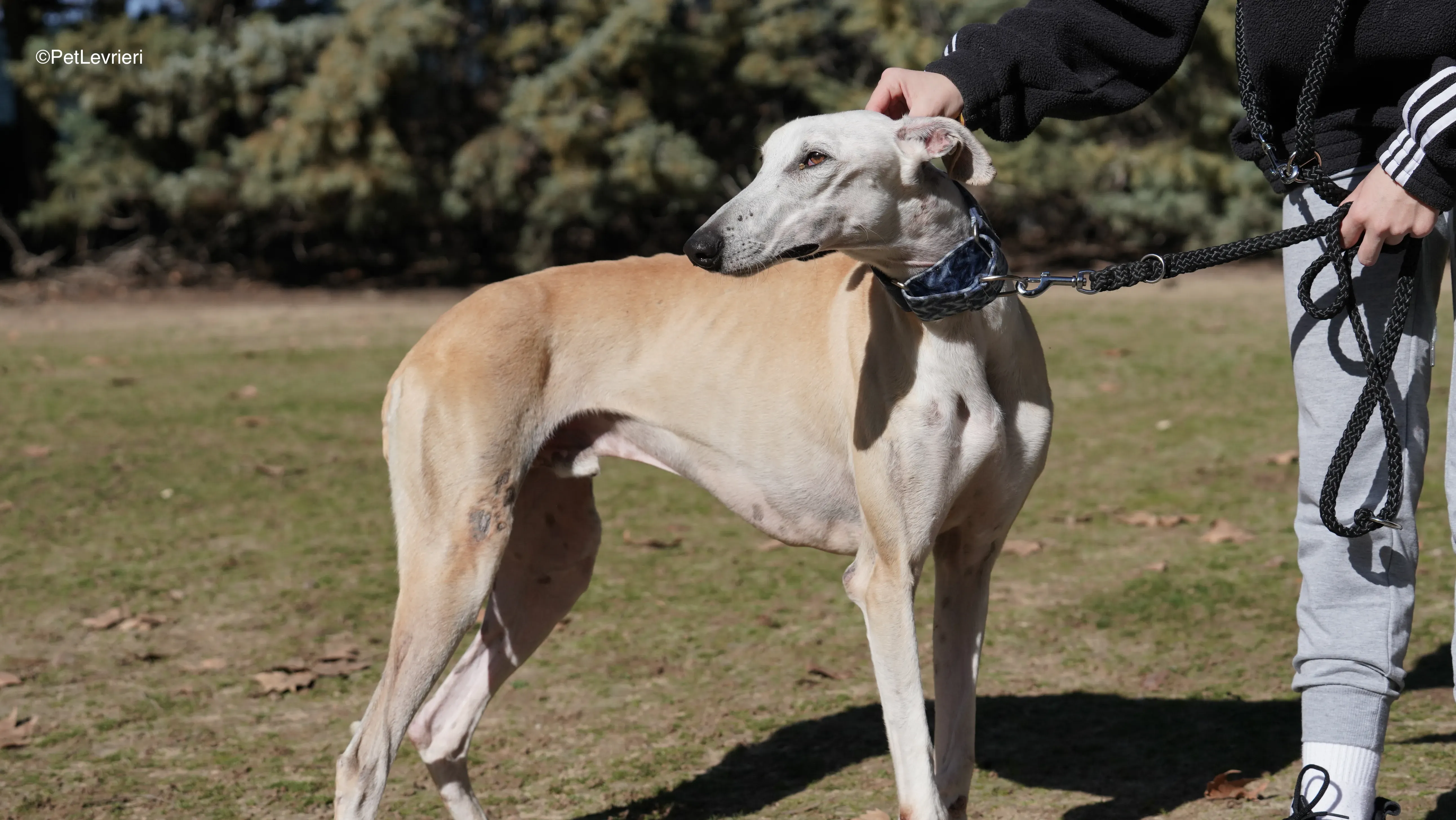 Miki adozione galgo pet levrieri 8