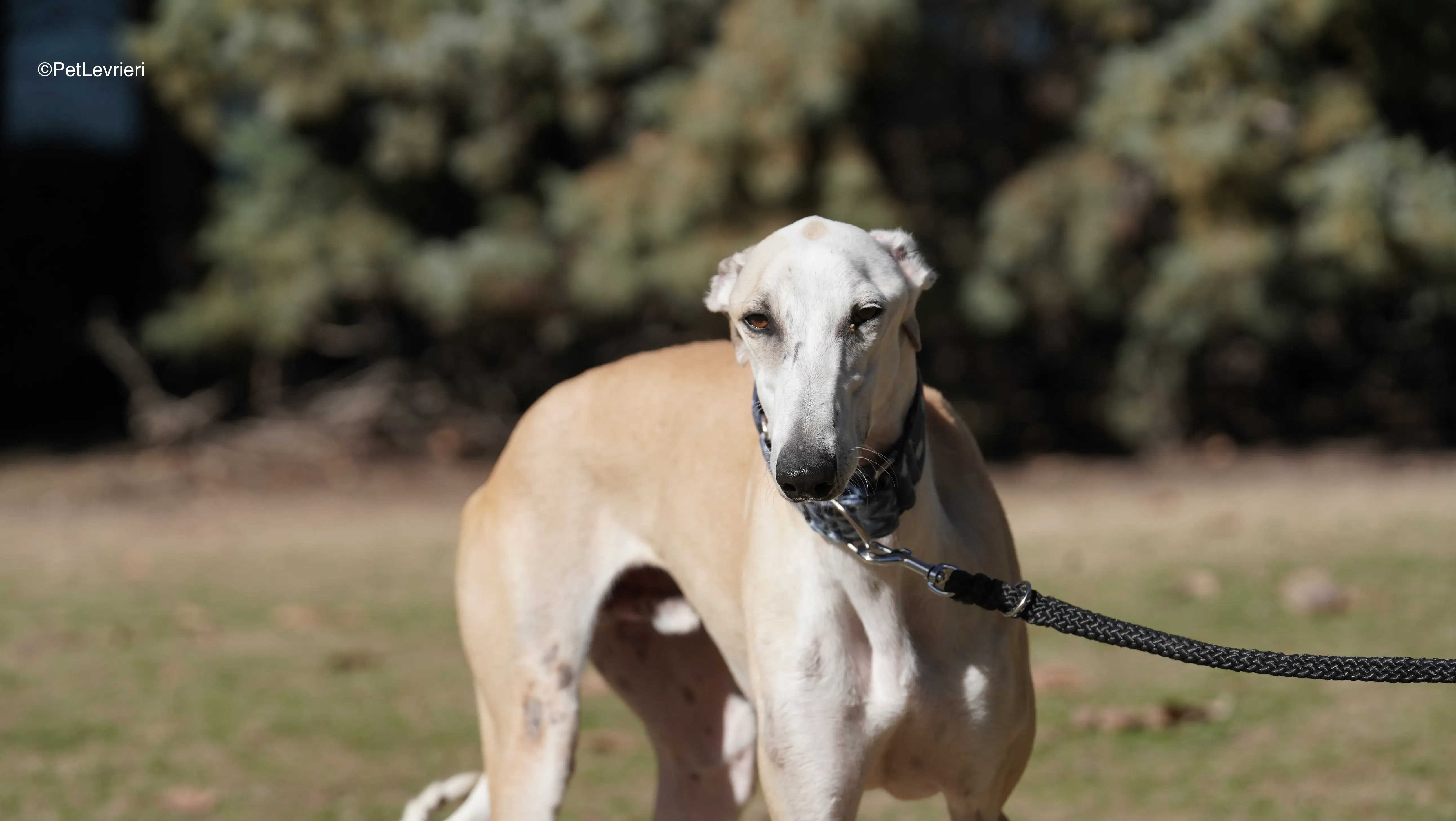 Miki adozione galgo pet levrieri 9