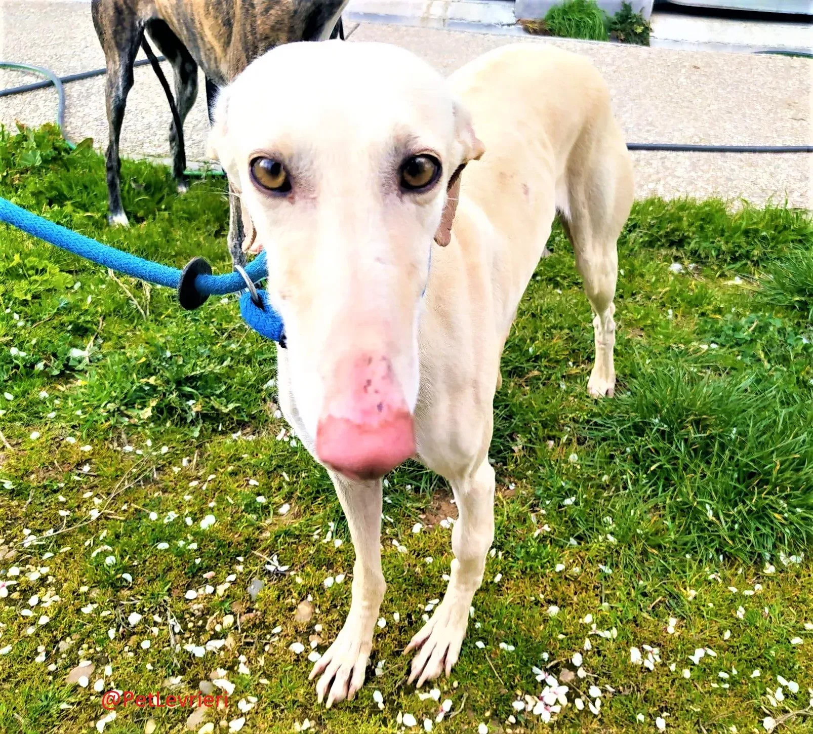 Milady adozione levrieri galgo 01