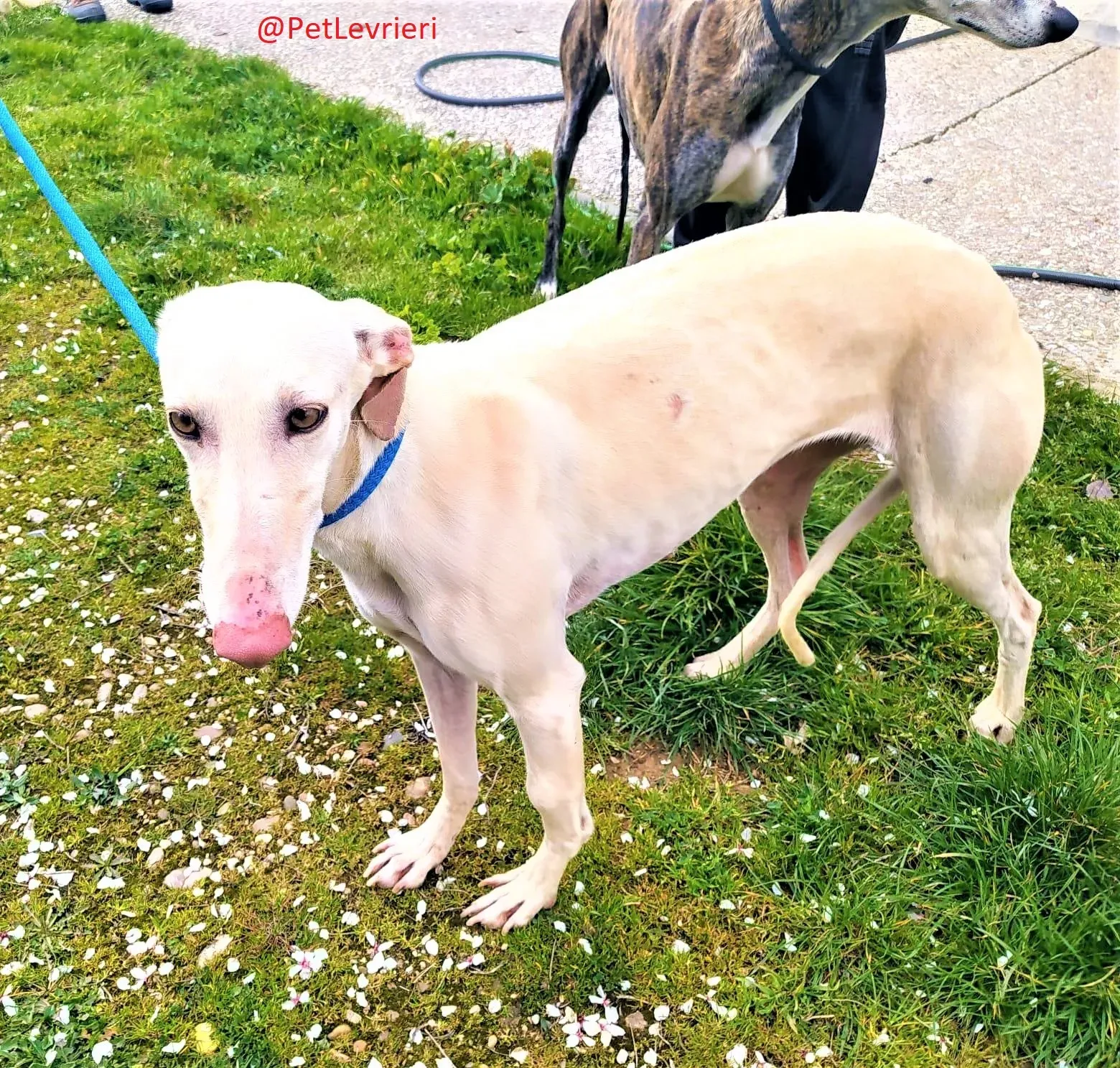 Milady adozione levrieri galgo 02