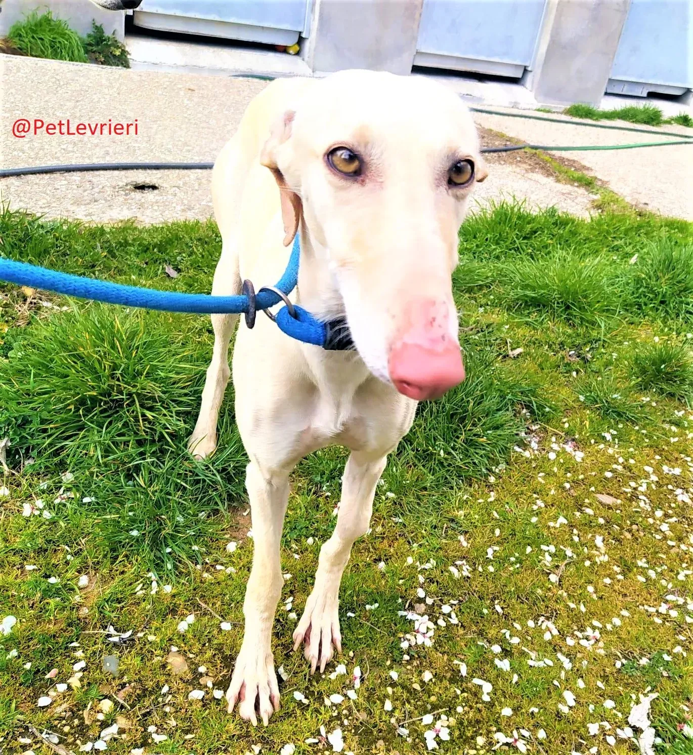 Milady adozione levrieri galgo 03