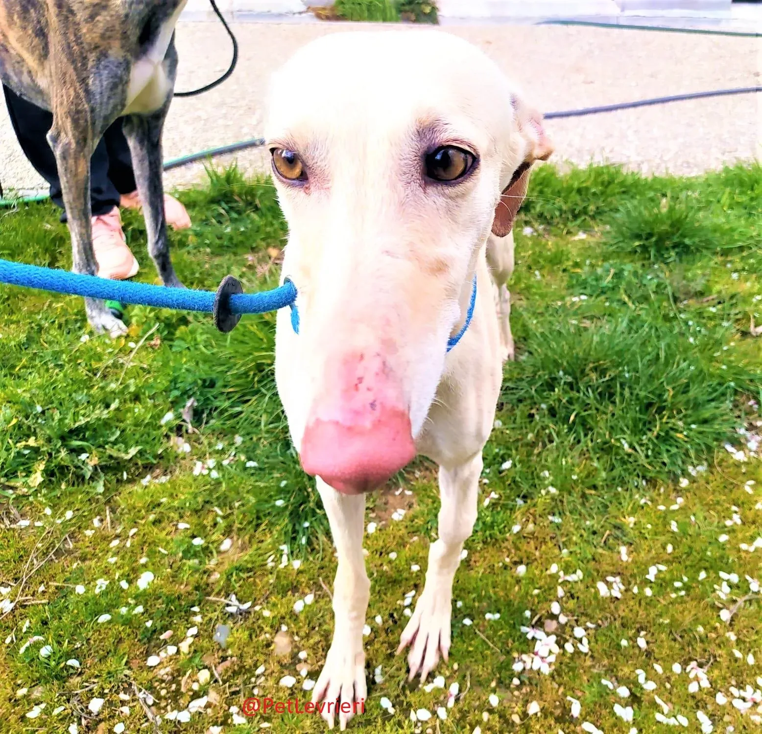 Milady adozione levrieri galgo 04