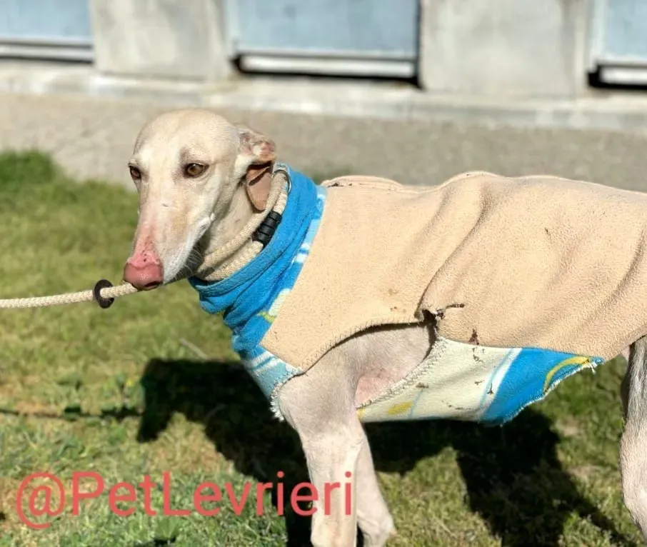 Milady adozione levrieri galgo 05