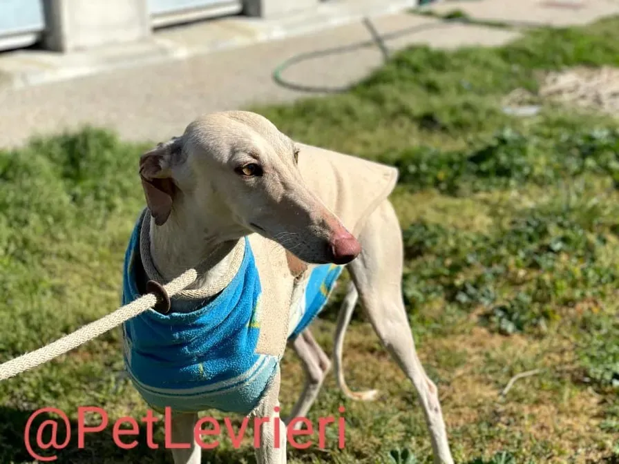 Milady adozione levrieri galgo 06