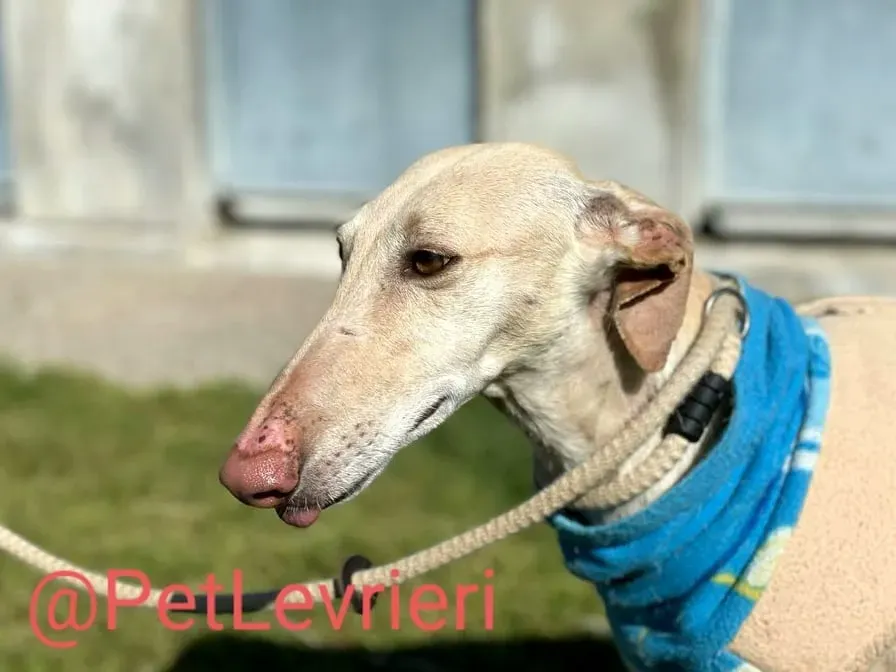 Milady adozione levrieri galgo 07