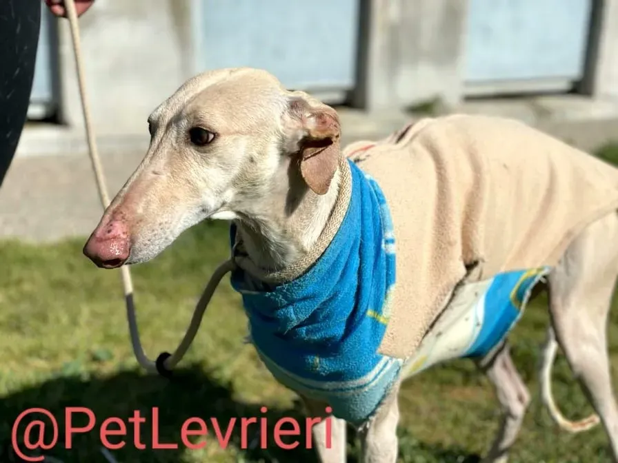 Milady adozione levrieri galgo 08