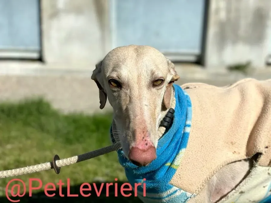 Milady adozione levrieri galgo 09