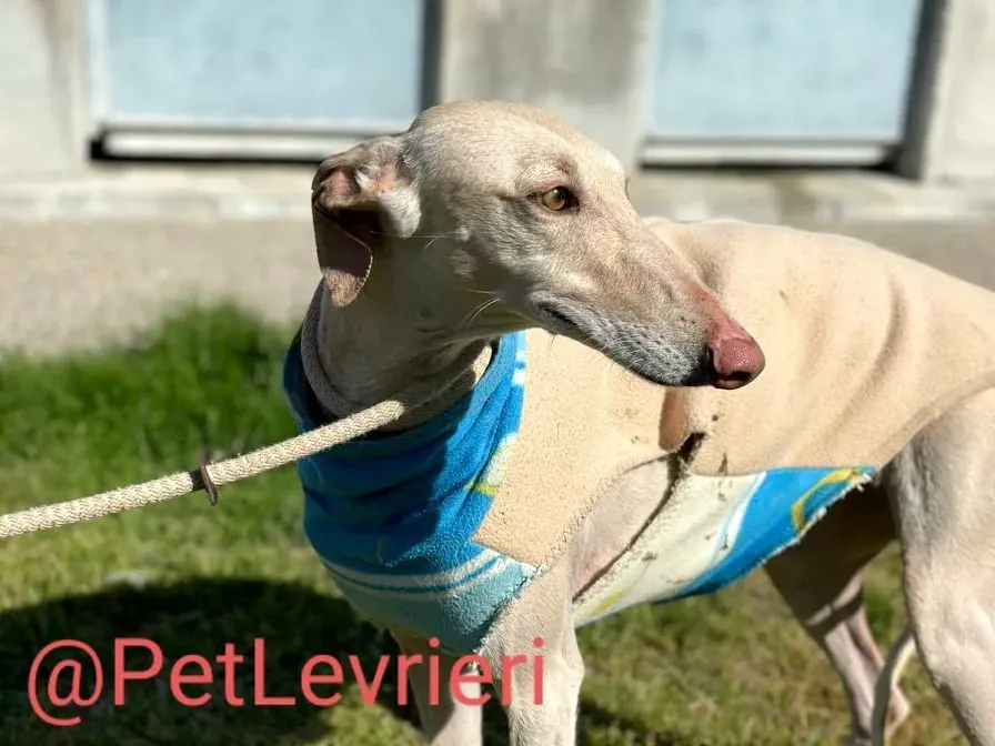 Milady adozione levrieri galgo 10