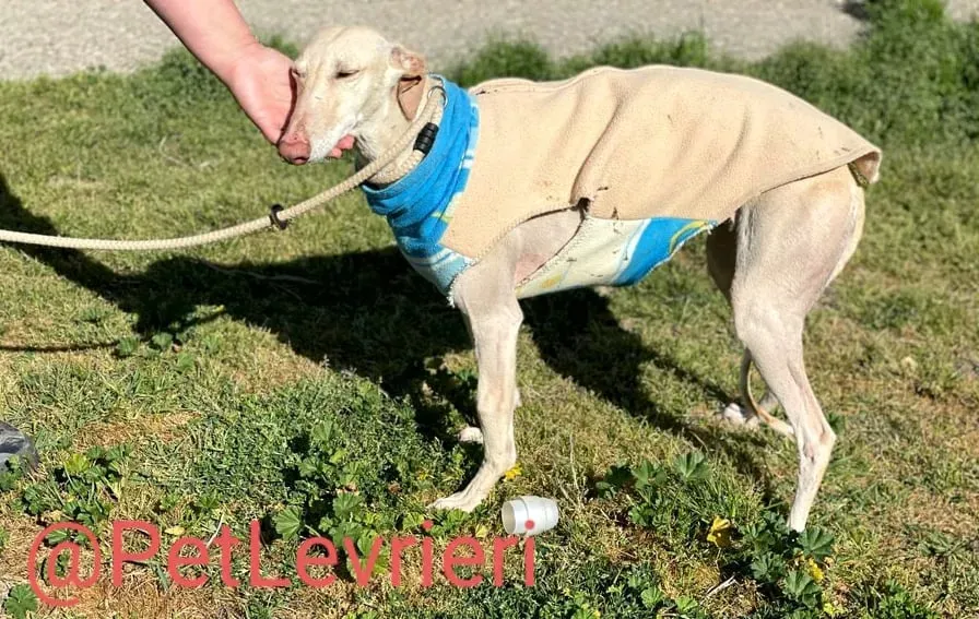 Milady adozione levrieri galgo 11