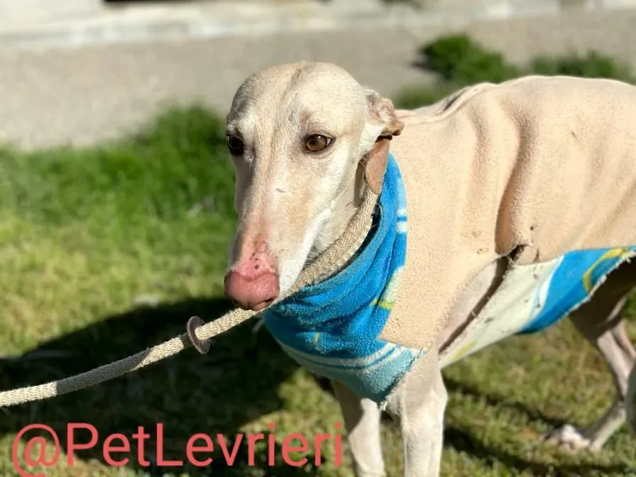 Milady adozione levrieri galgo 12