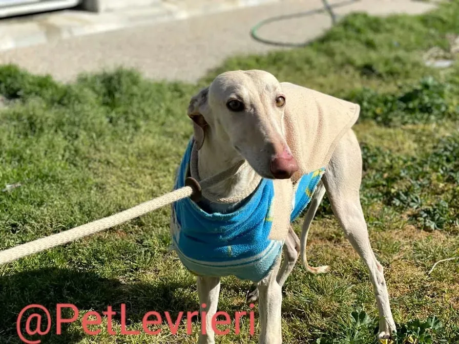 Milady adozione levrieri galgo 14