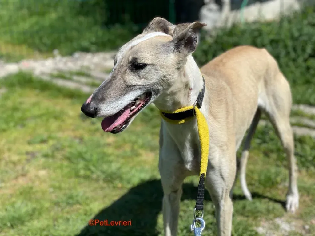 Milagros adozione levrieri galgo 1
