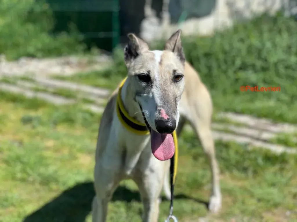 Milagros adozione levrieri galgo 10