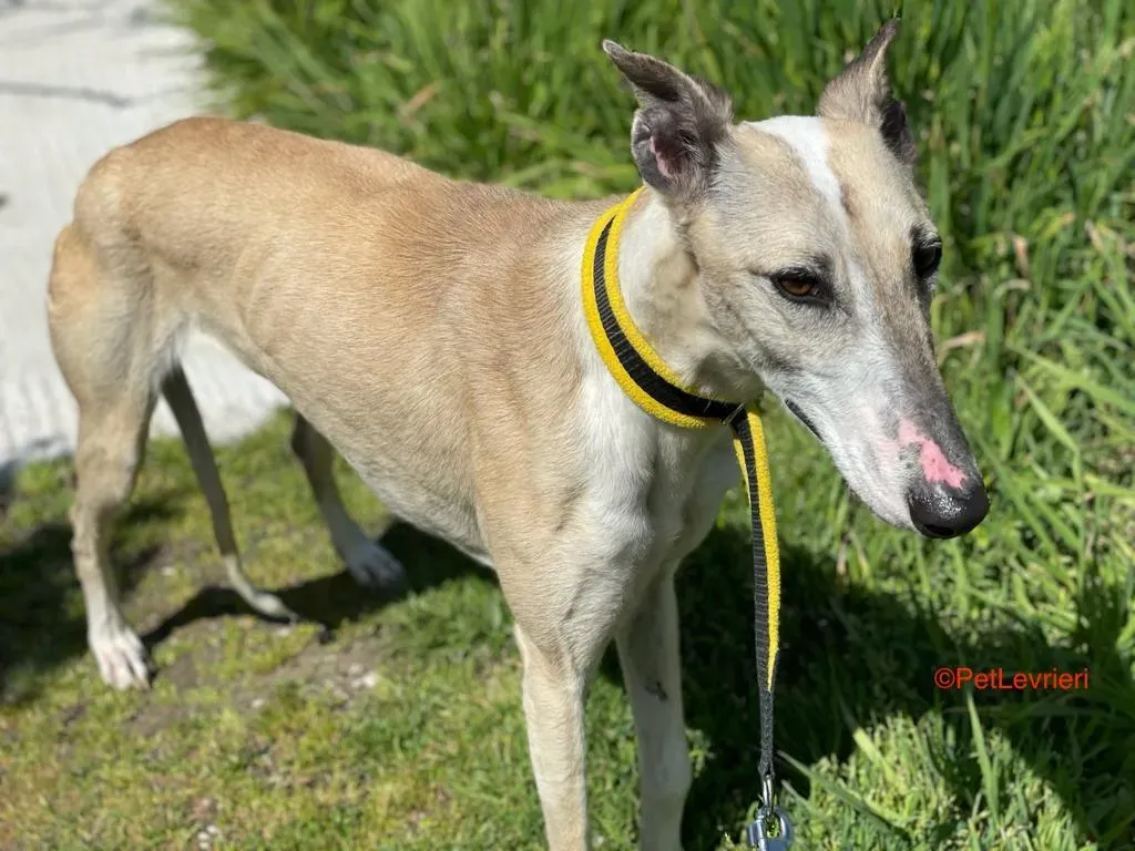 Milagros adozione levrieri galgo 11