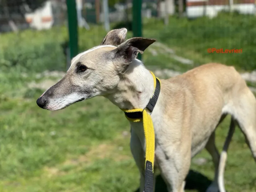Milagros adozione levrieri galgo 12