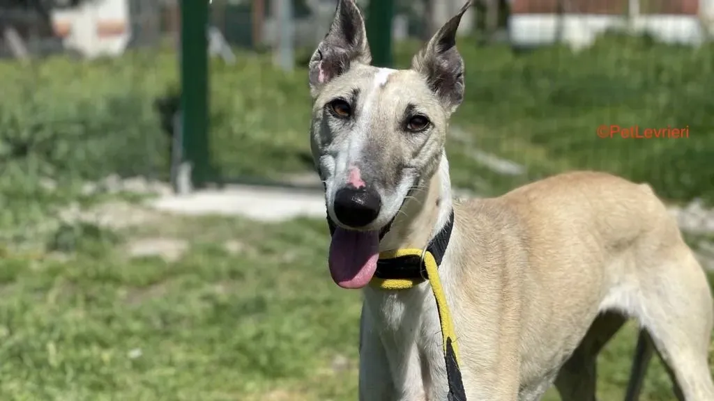Milagros adozione levrieri galgo 13