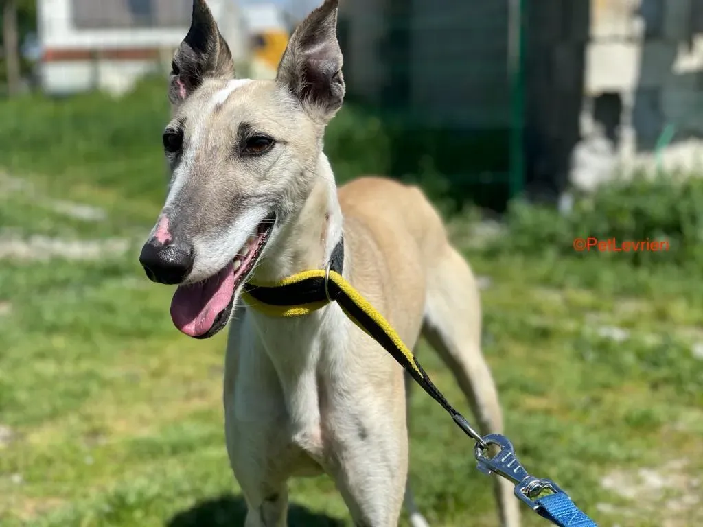 Milagros adozione levrieri galgo 2