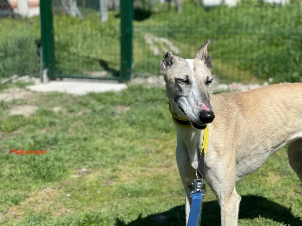 Milagros adozione levrieri galgo 3