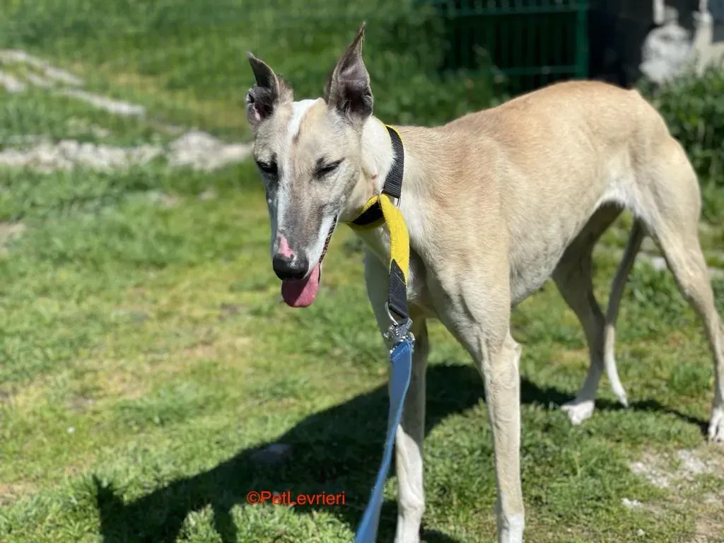 Milagros adozione levrieri galgo 4