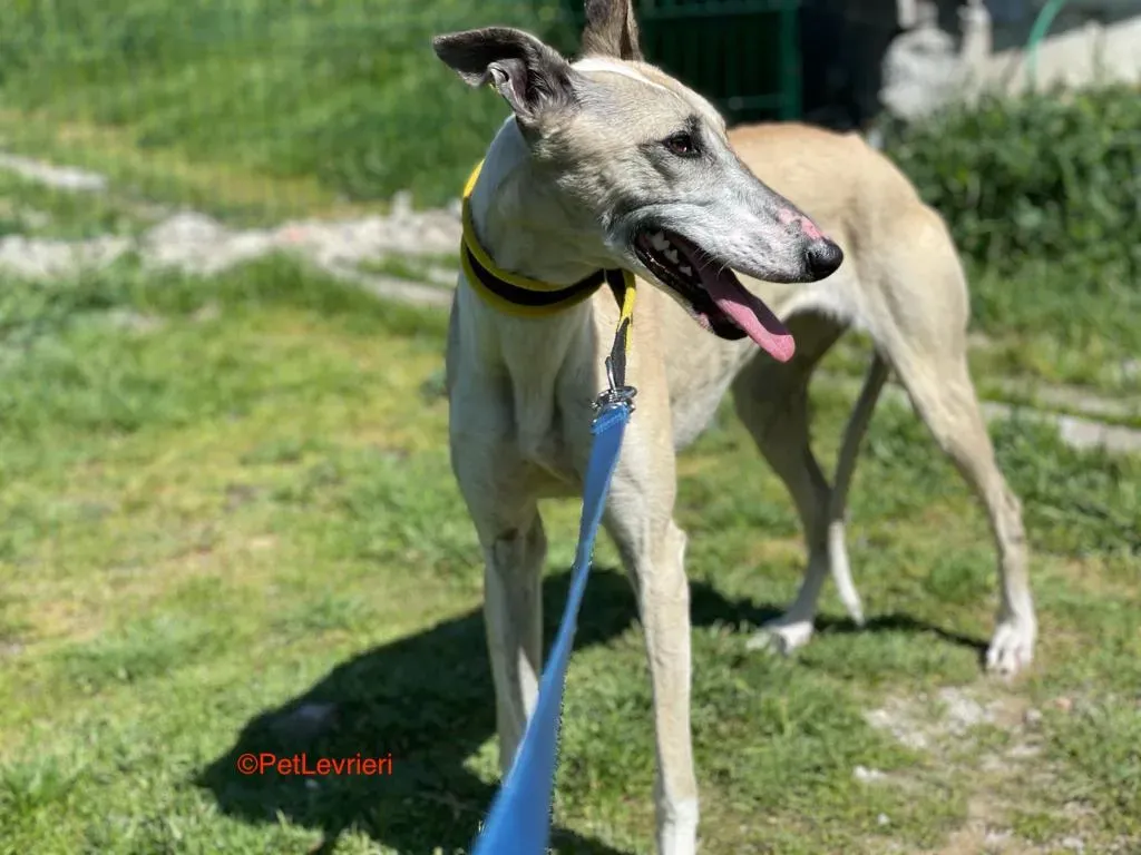 Milagros adozione levrieri galgo 5