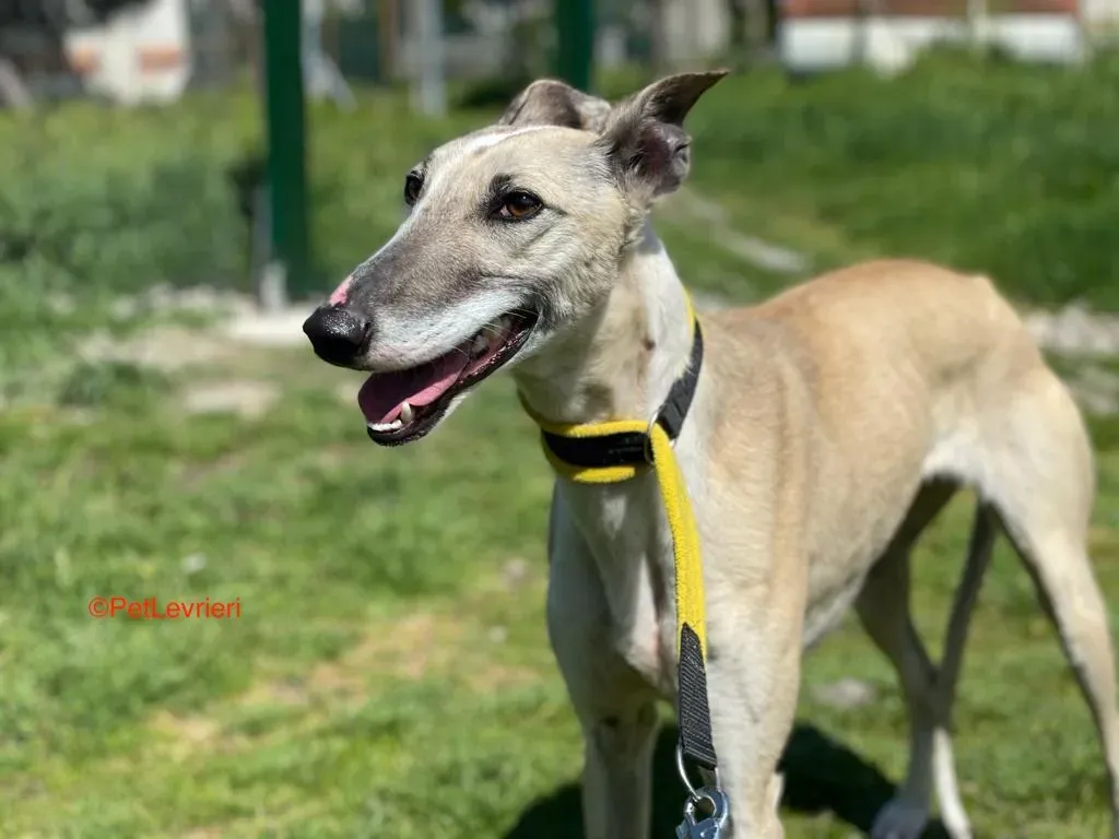 Milagros adozione levrieri galgo 6
