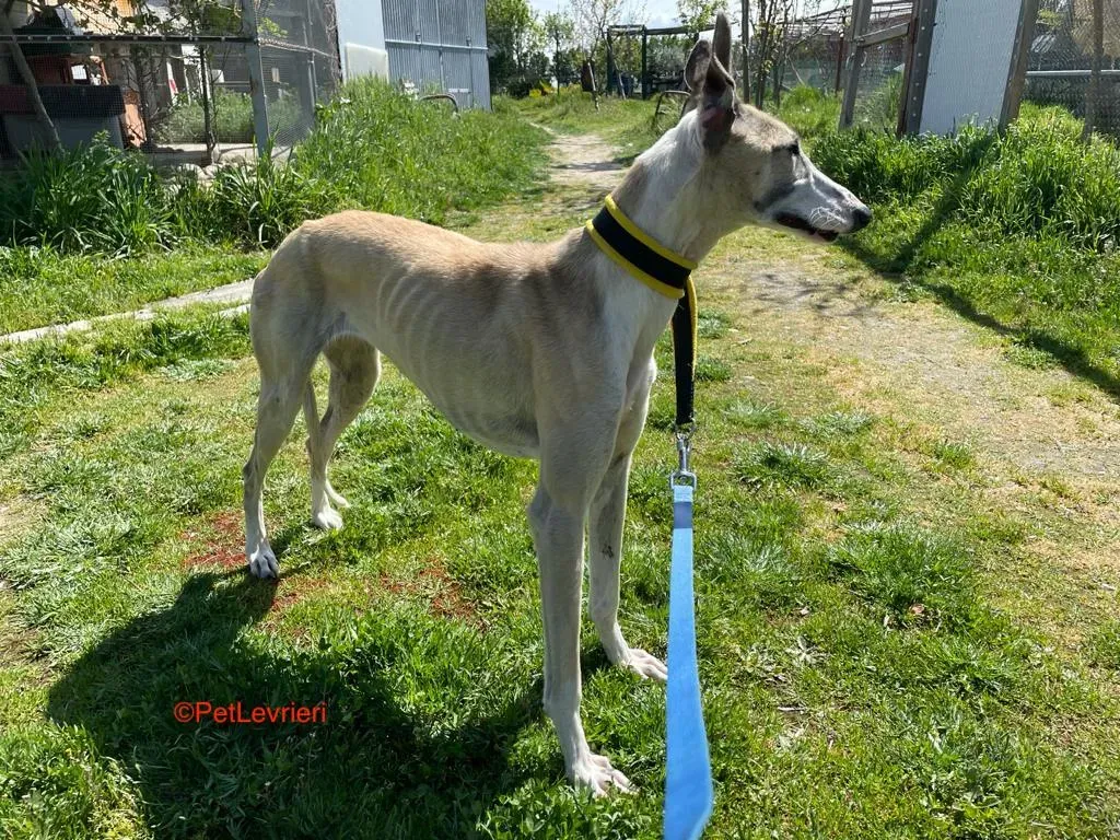Milagros adozione levrieri galgo 7