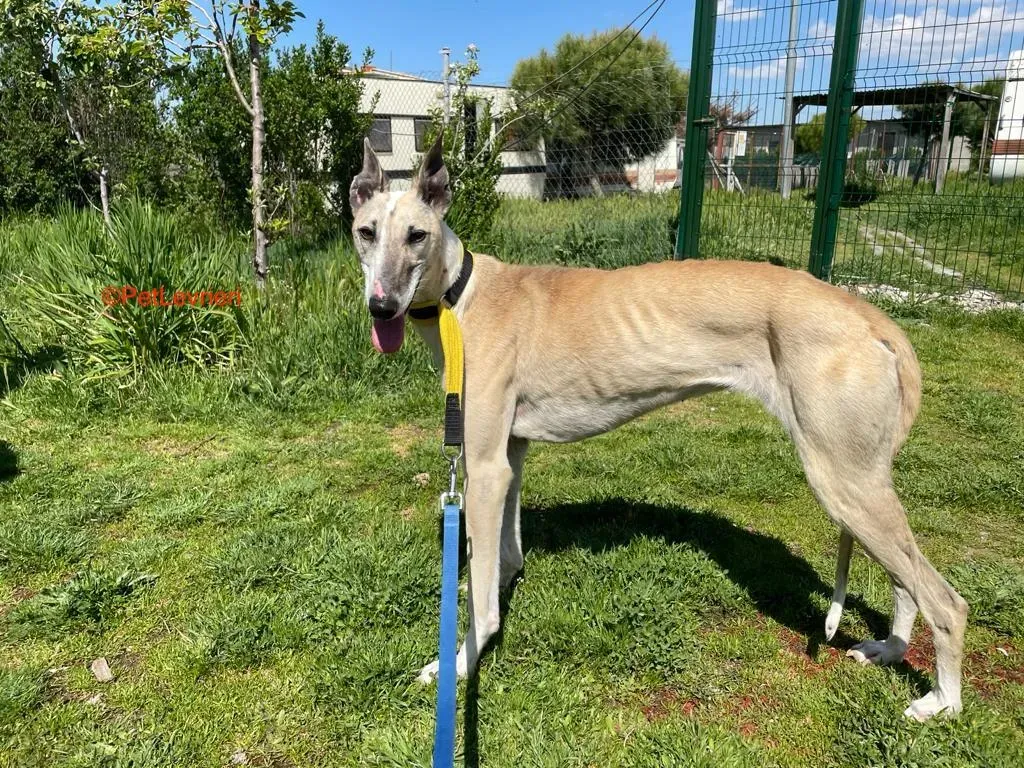 Milagros adozione levrieri galgo 8