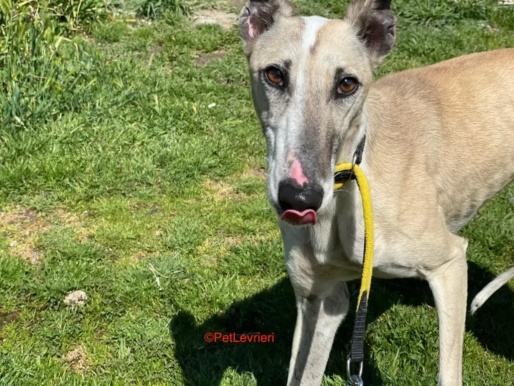 Milagros adozione levrieri galgo 9