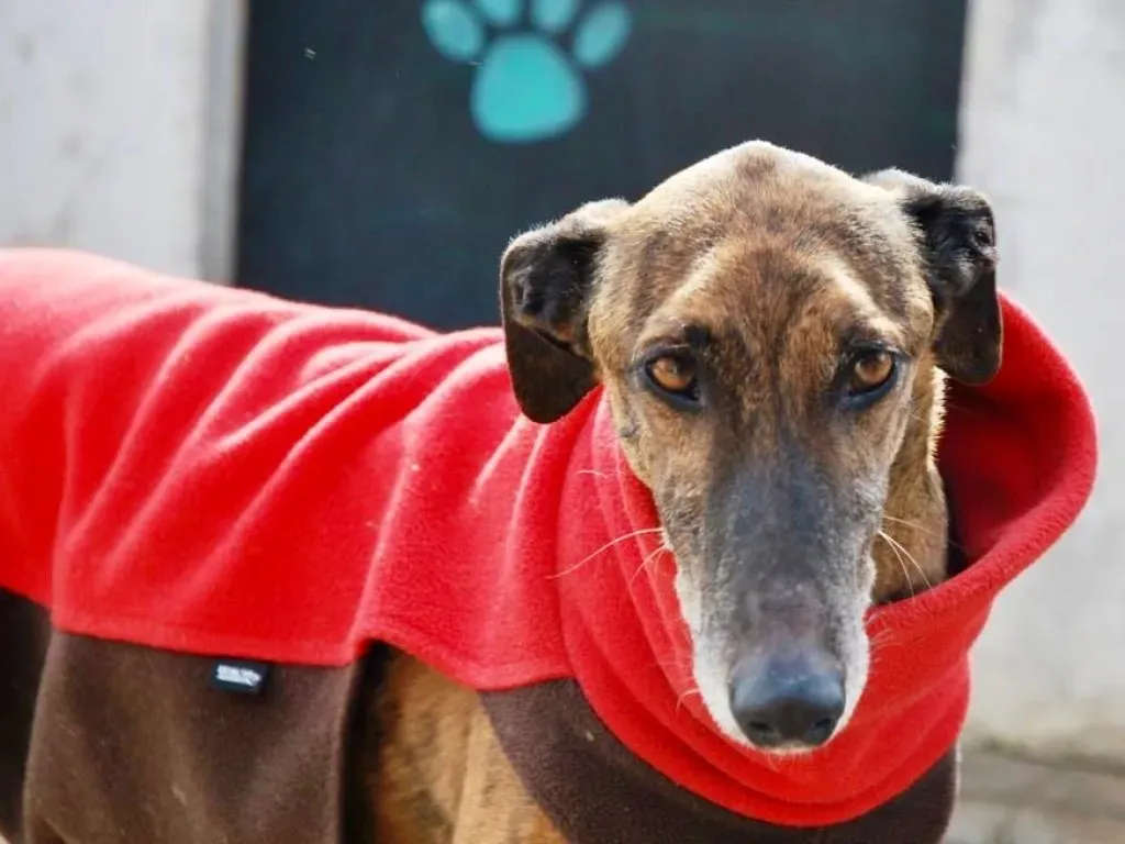 Milano adozione levrieri galgo 10