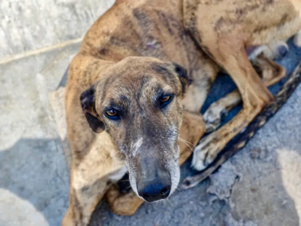 Milano adozione levrieri galgo 11