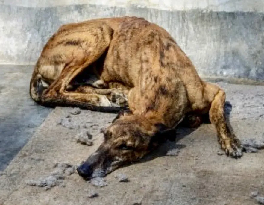 Milano adozione levrieri galgo 12