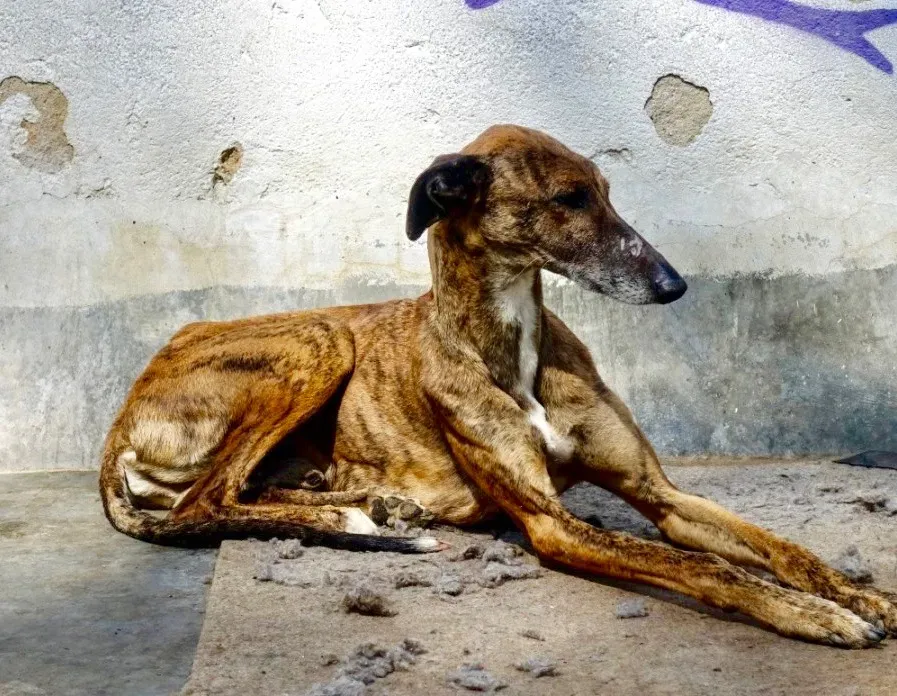 Milano adozione levrieri galgo 13