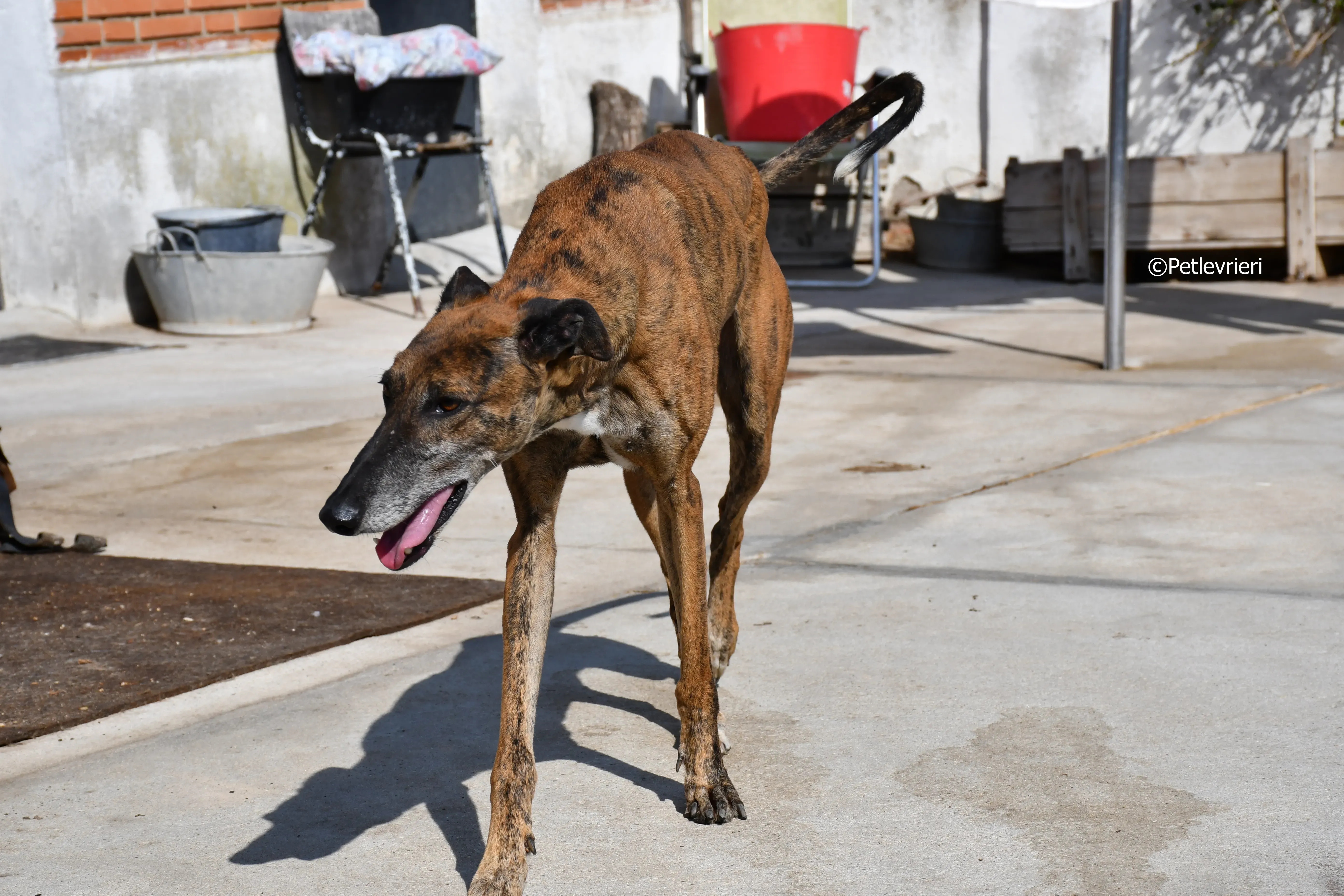 Milano adozione levrieri galgo 2