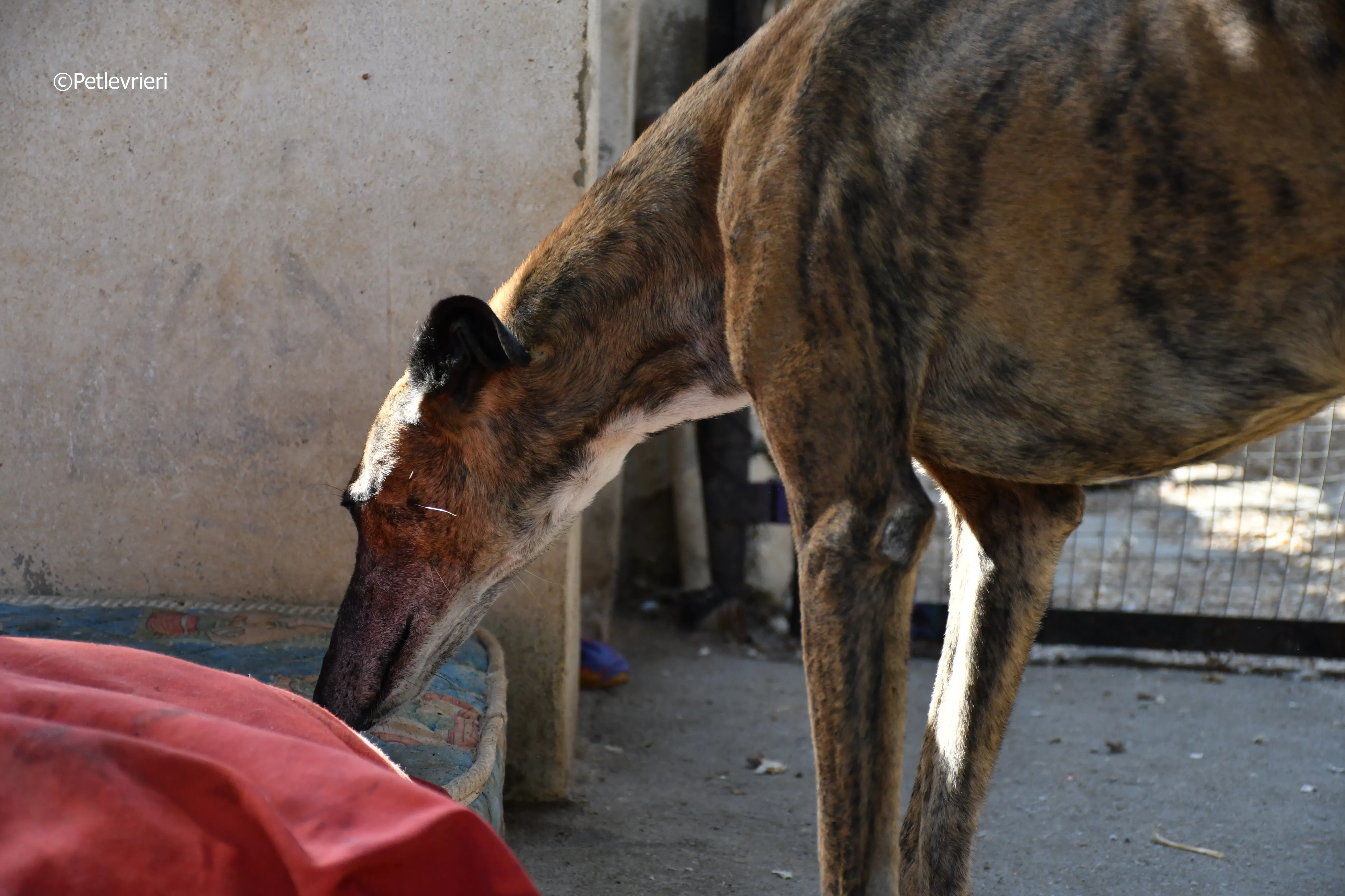 Milano adozione levrieri galgo 4