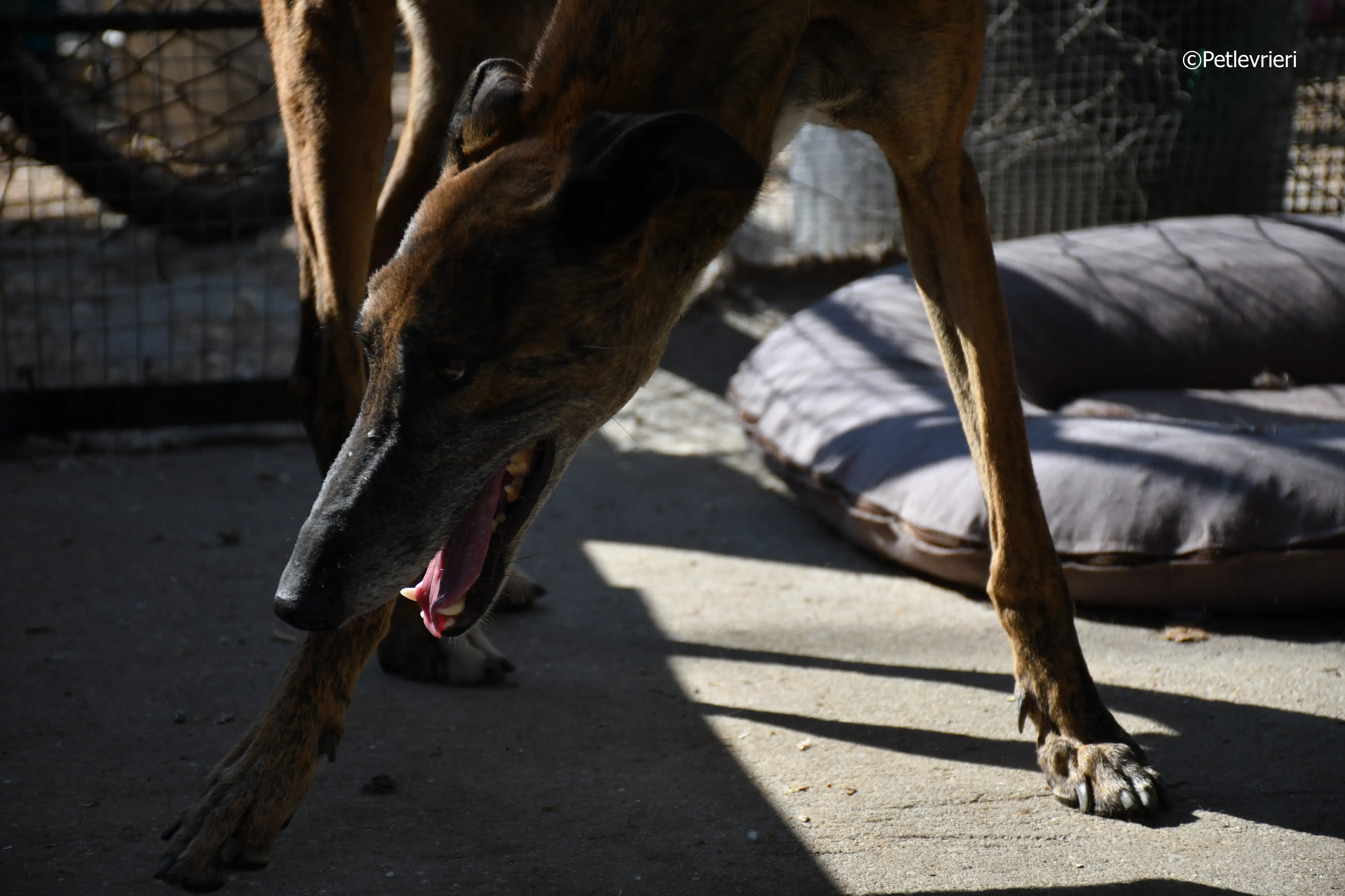 Milano adozione levrieri galgo 5