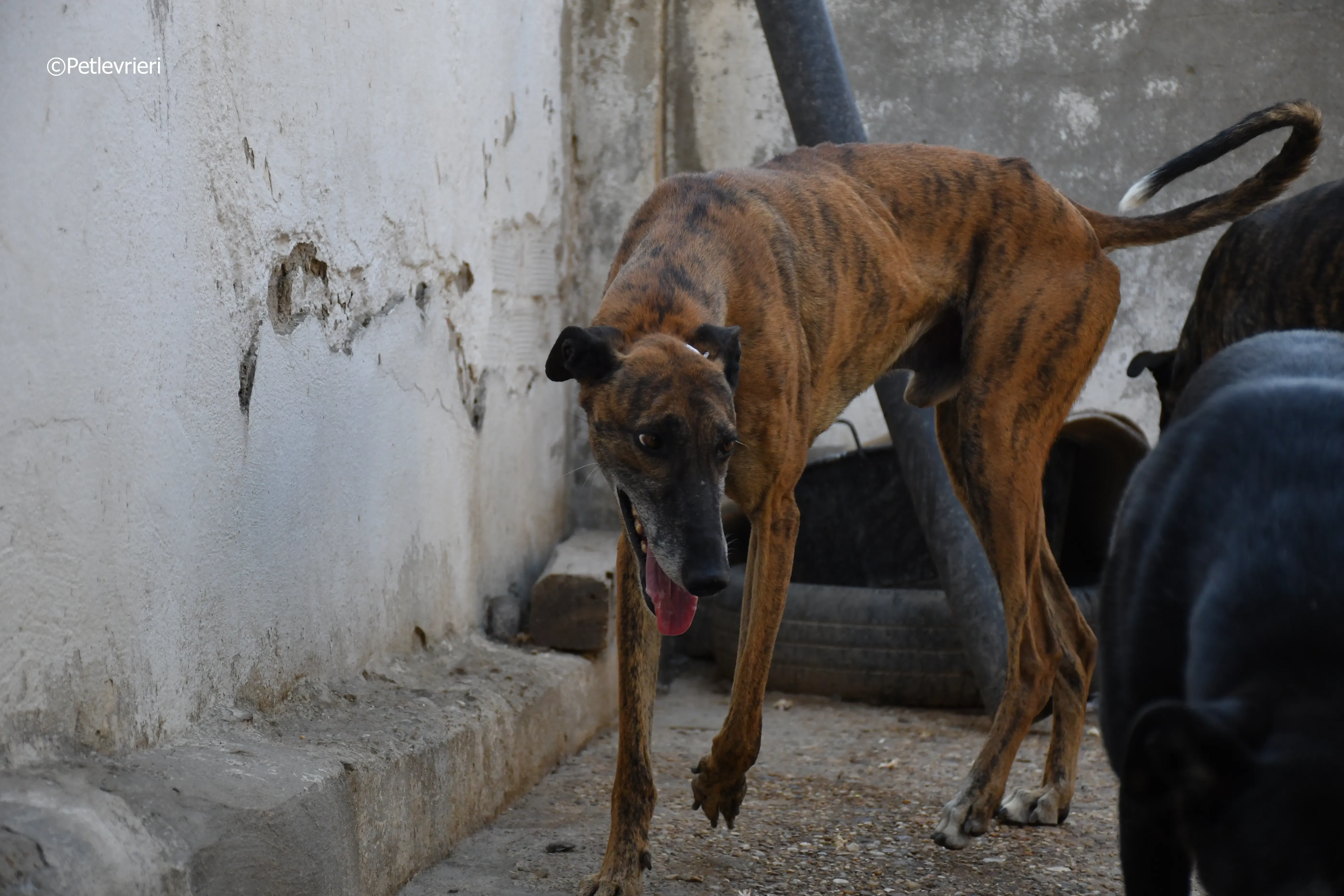 Milano adozione levrieri galgo 6