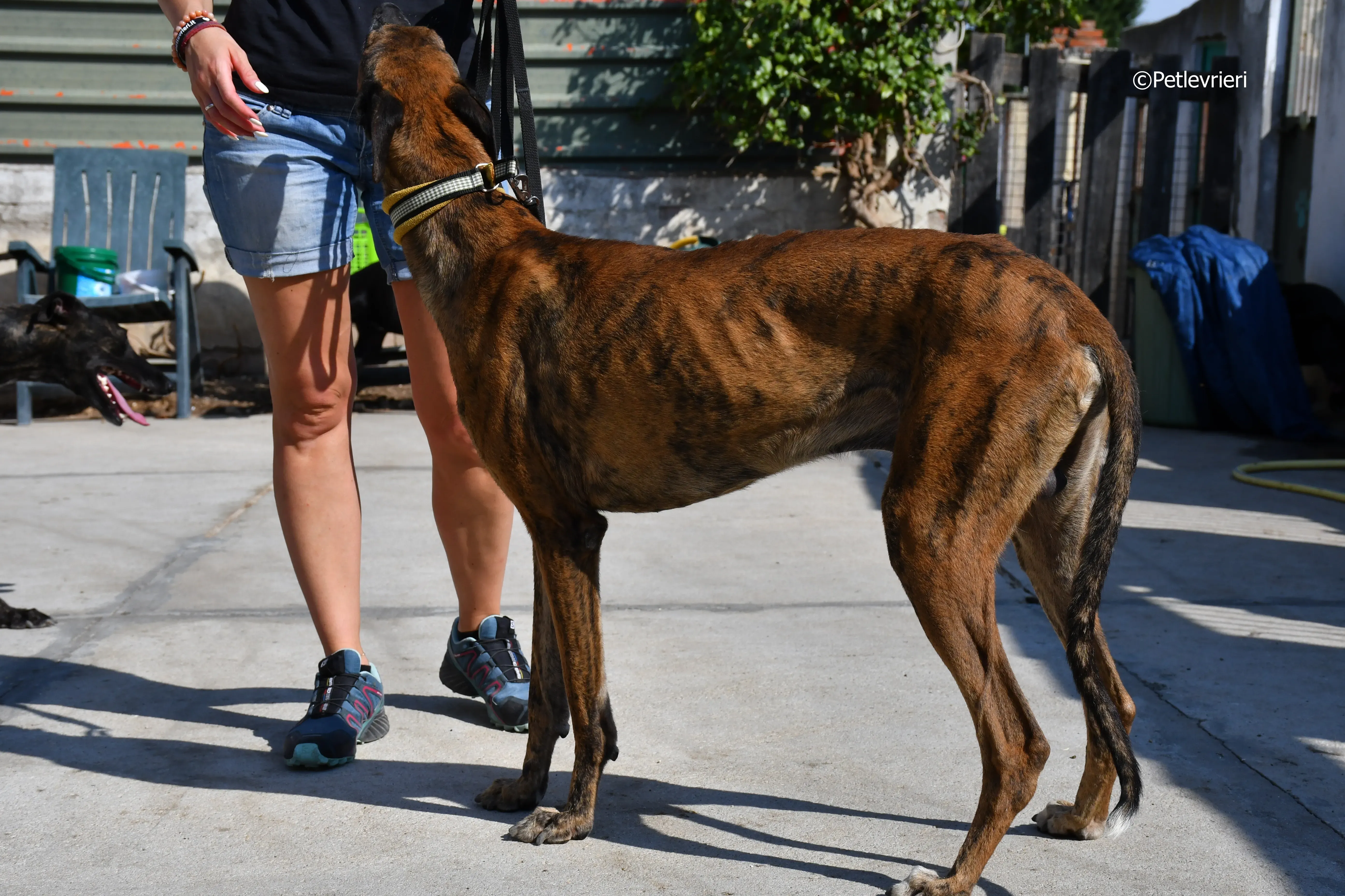Milano adozione levrieri galgo 9