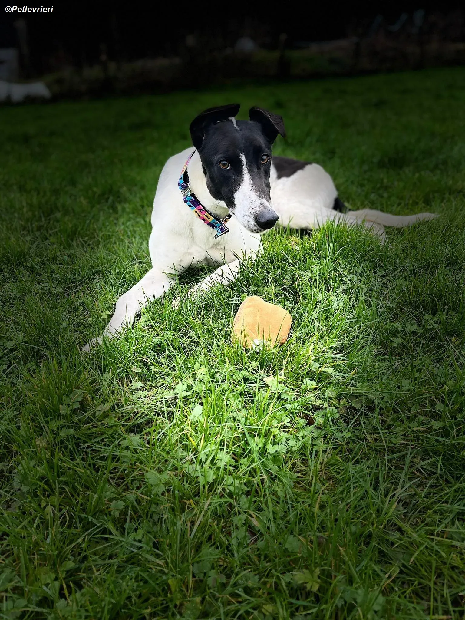 Millie adozione levrieri greyhound 1
