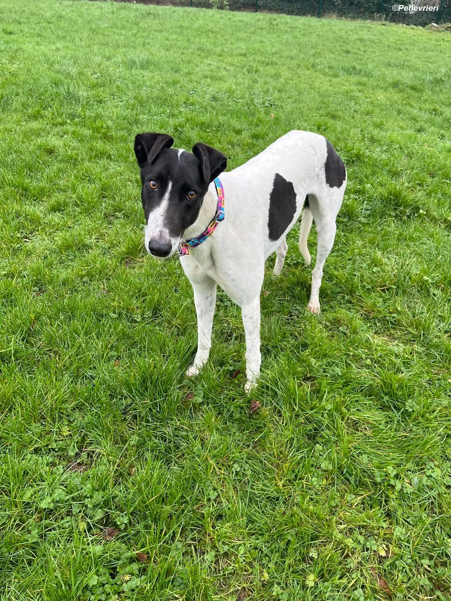 Millie adozione levrieri greyhound 2