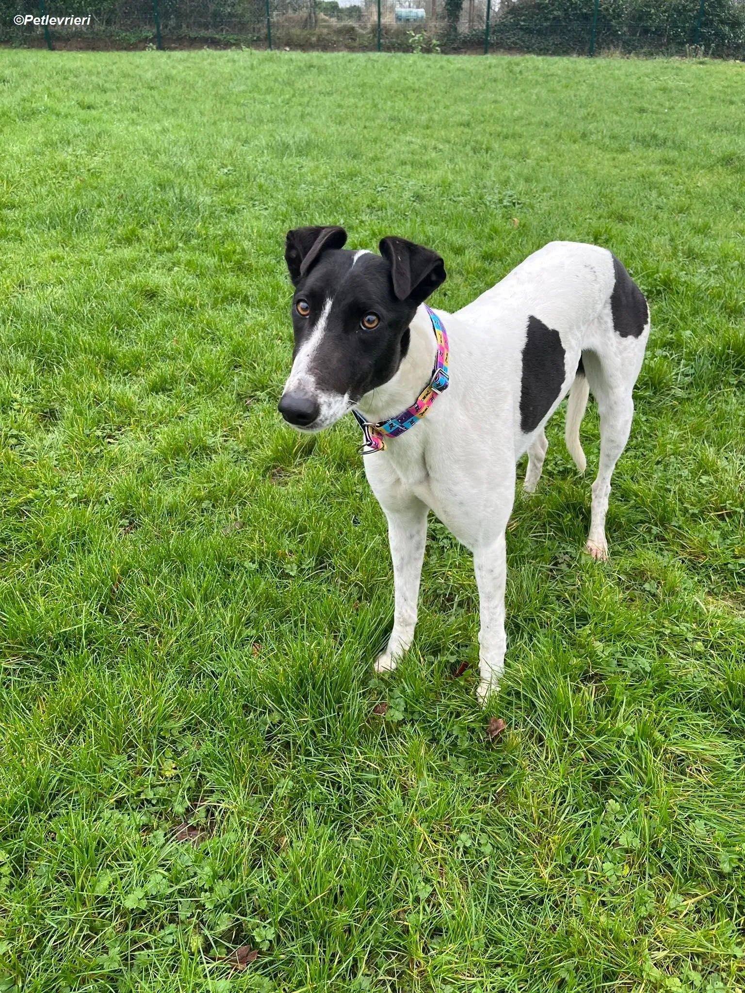 Millie adozione levrieri greyhound 3