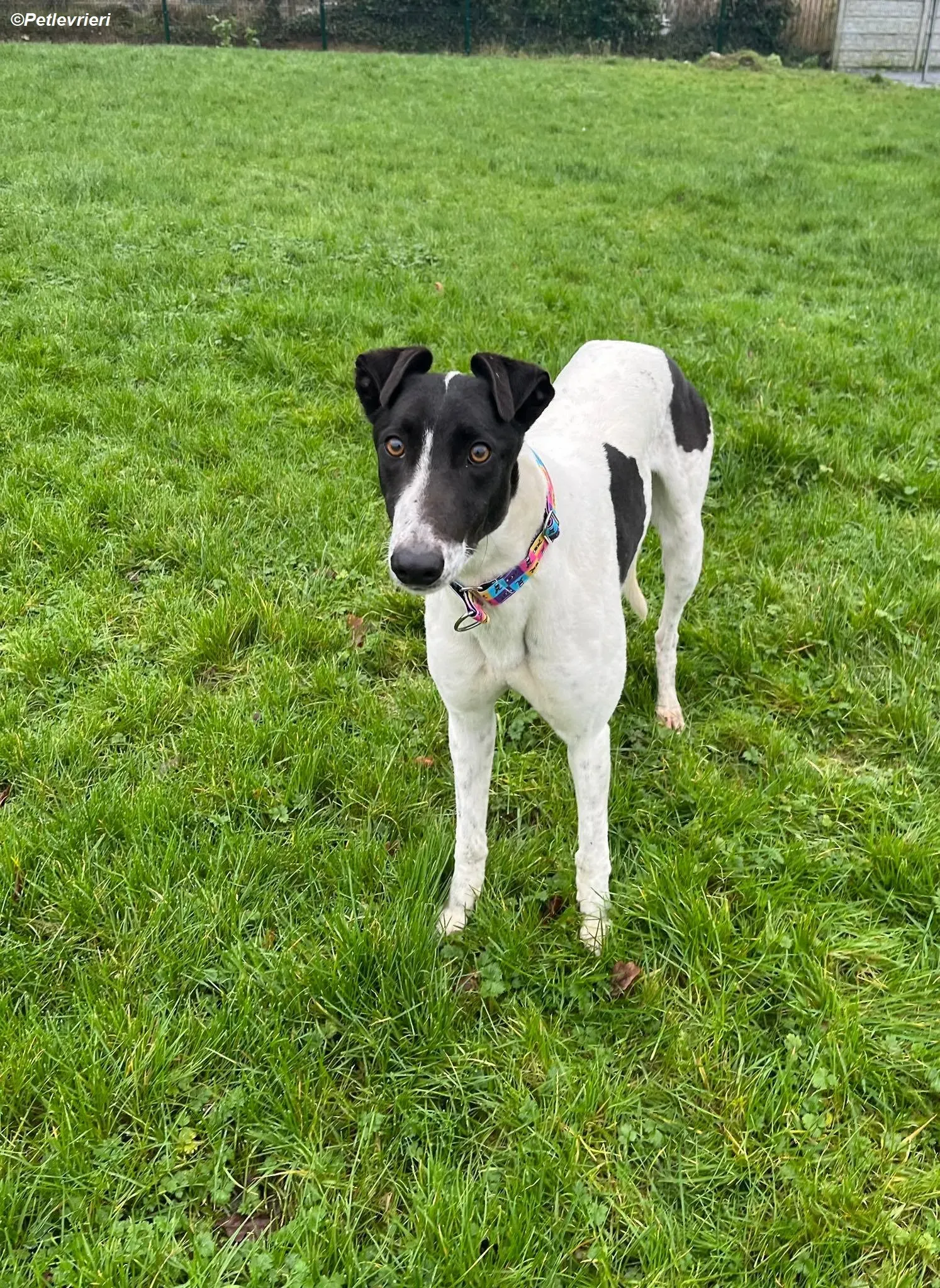 Millie adozione levrieri greyhound 4