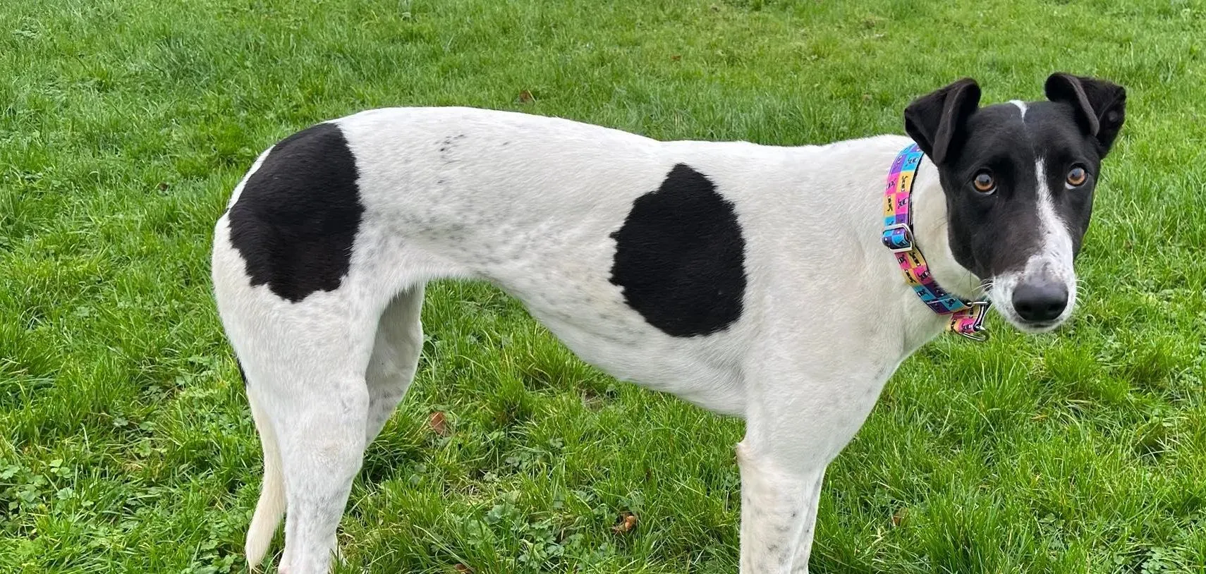 Millie adozione levrieri greyhound 5 e1643117812369