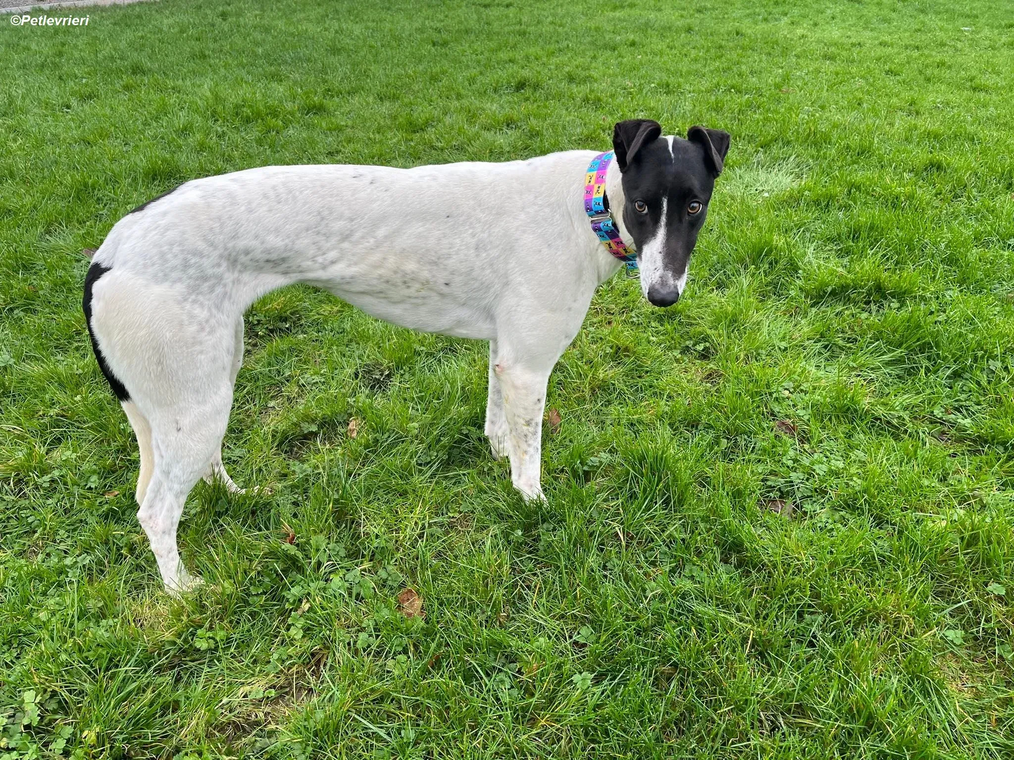 Millie adozione levrieri greyhound 6