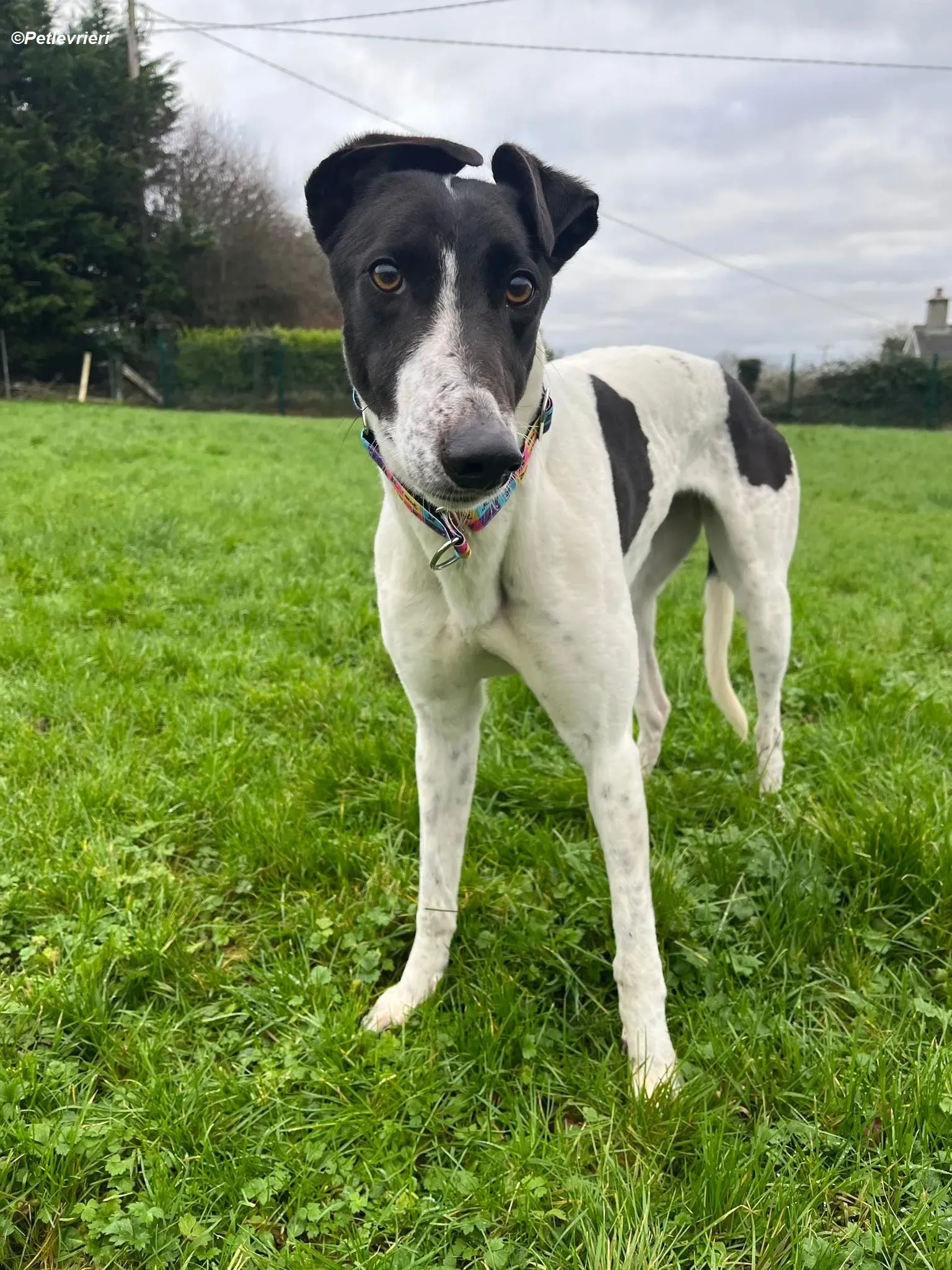 Millie adozione levrieri greyhound 7