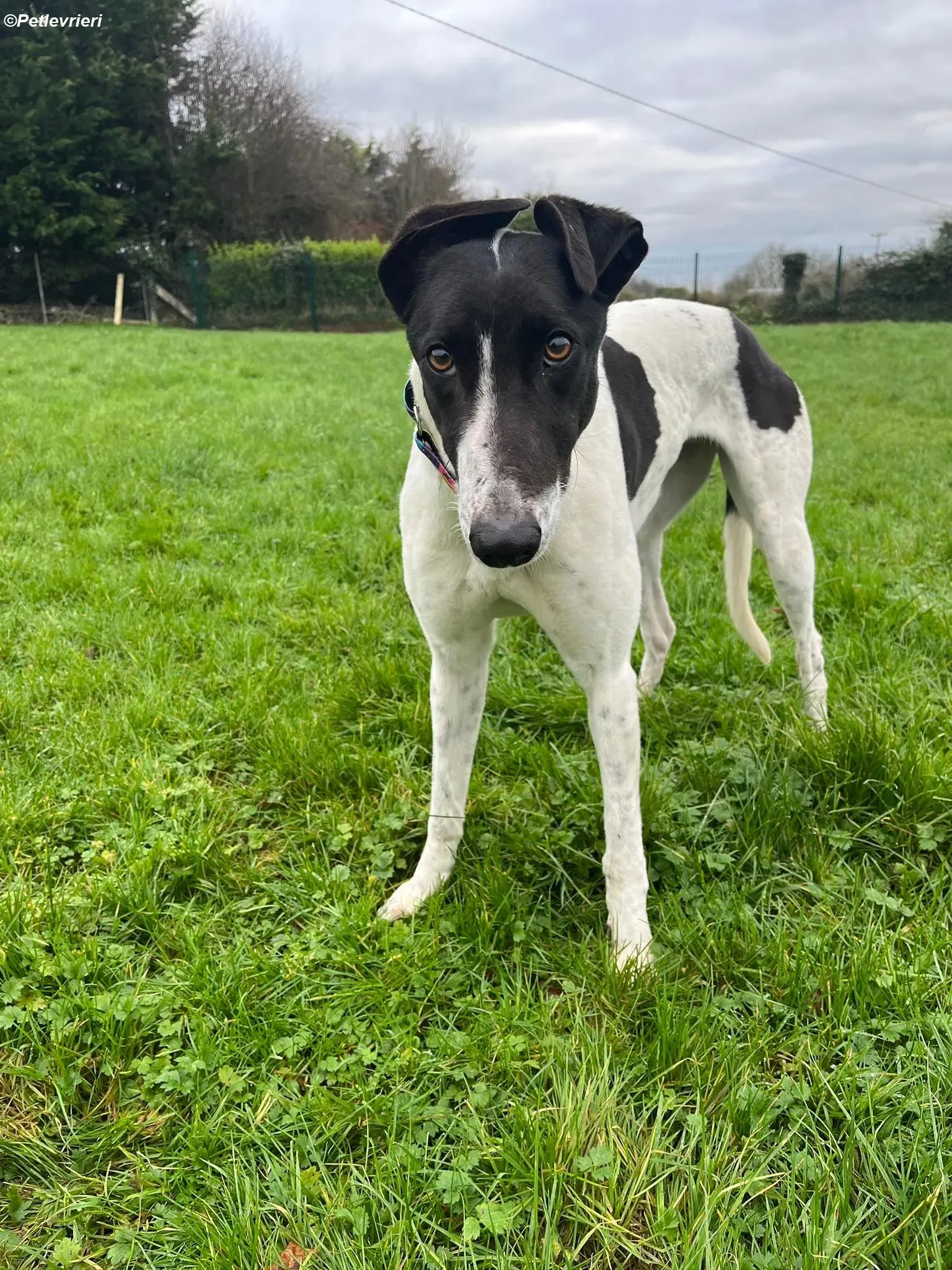 Millie adozione levrieri greyhound 8