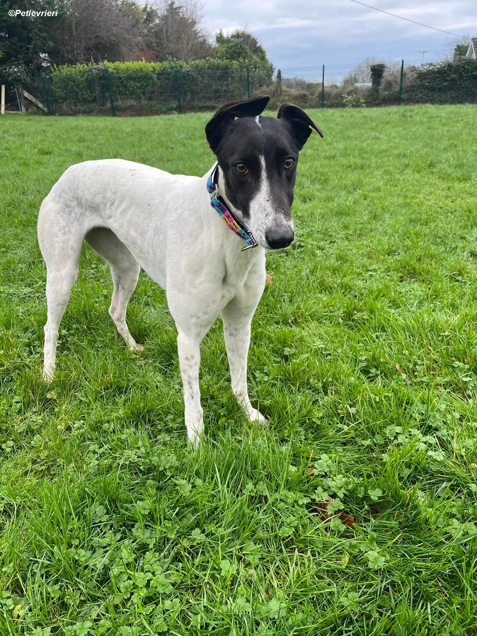 Millie adozione levrieri greyhound 9