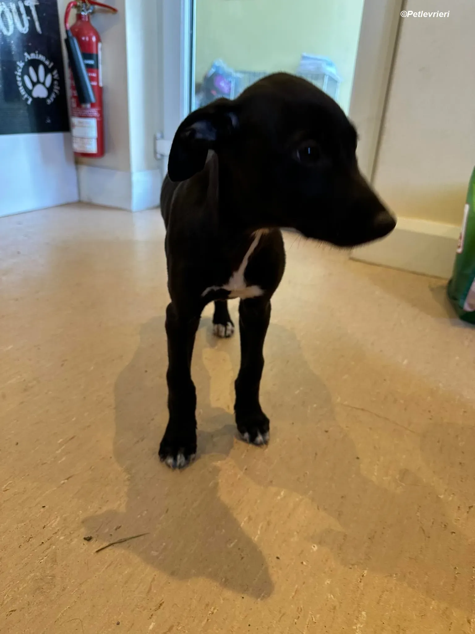 Milo adozione levrieri greyhound 1