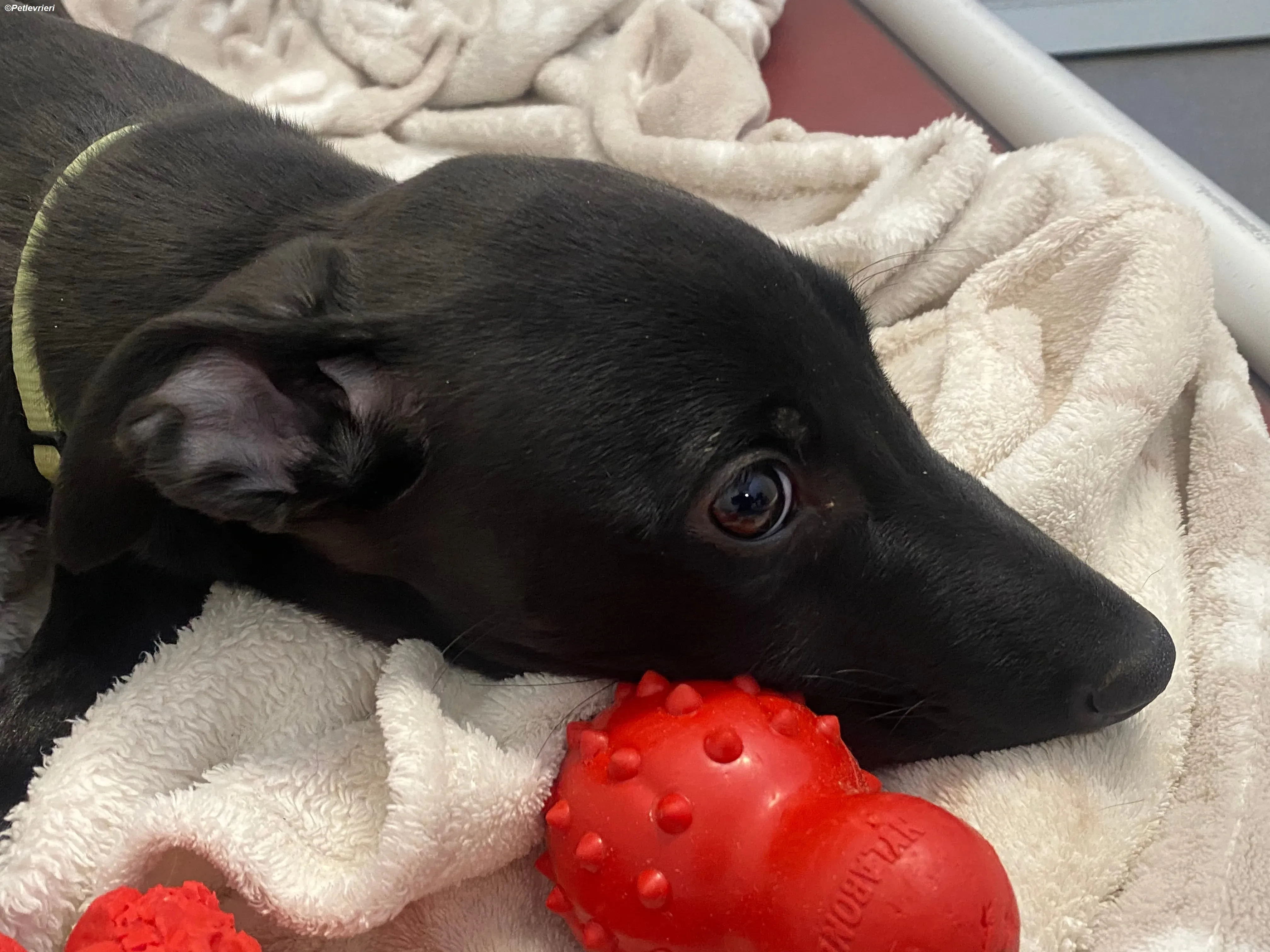 Milo adozione levrieri greyhound 10