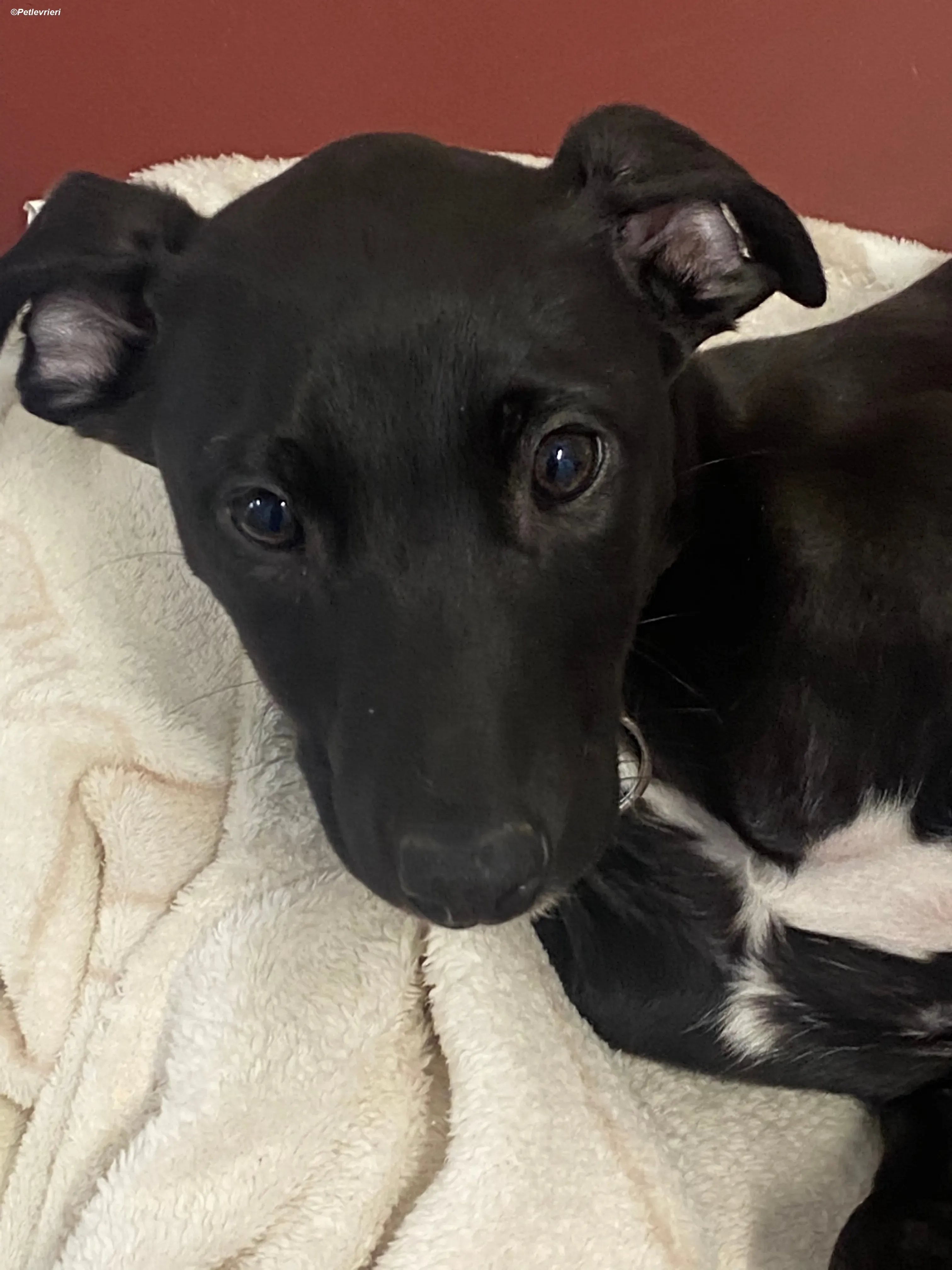 Milo adozione levrieri greyhound 11